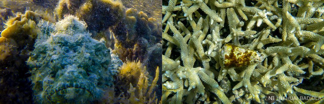 Peligros - Lady Elliot Island