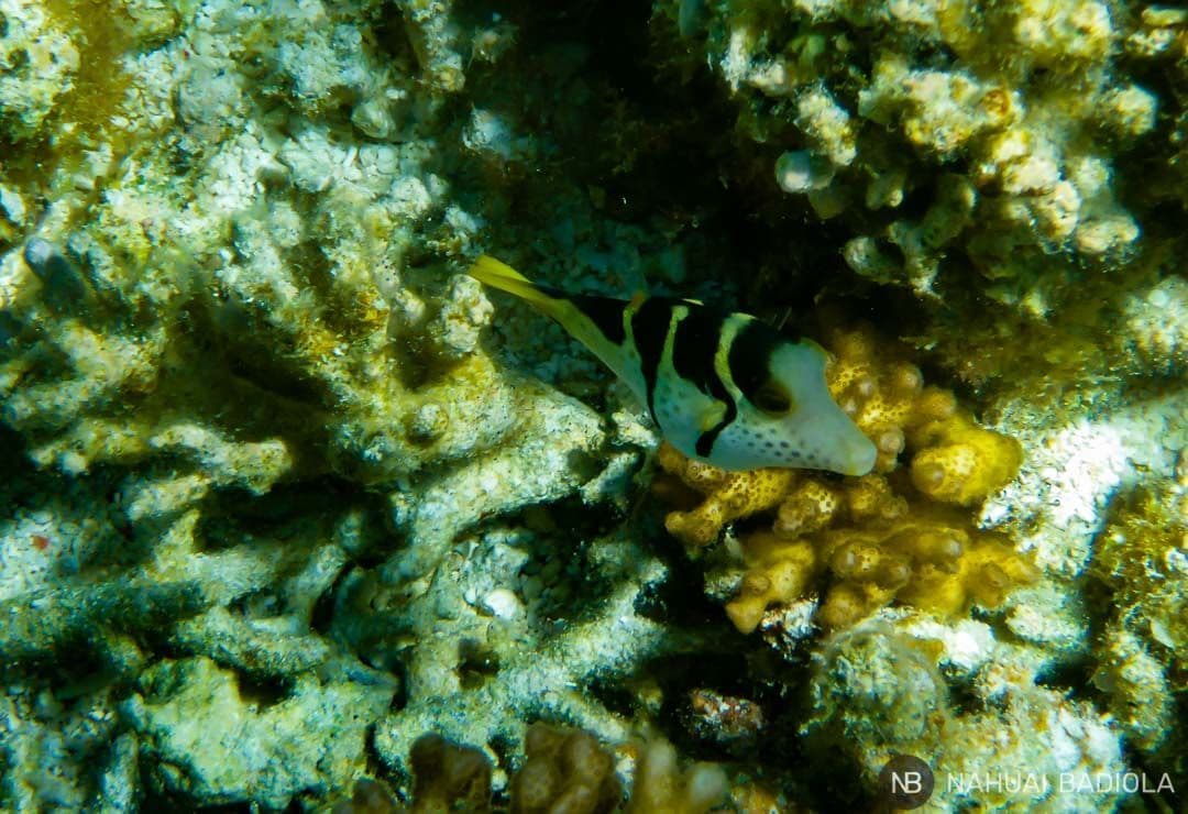 Pequeño pez globo - Lady Elliot Island