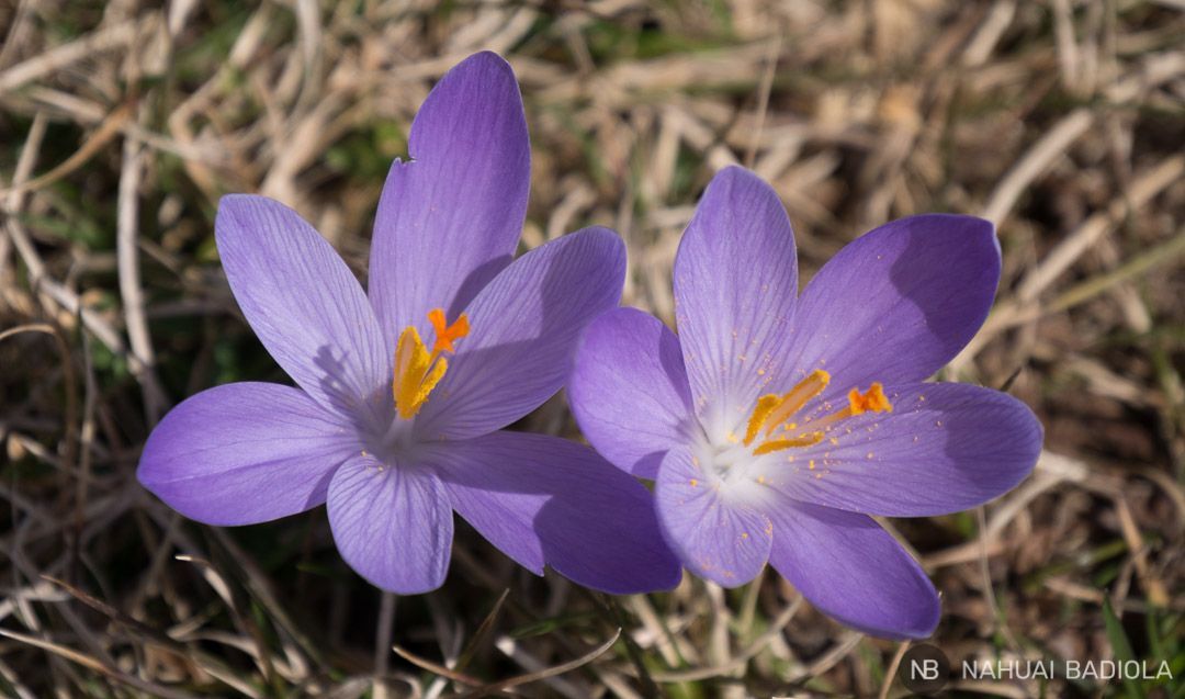 Spring flowers in Castelluccio di Norcia, Italy