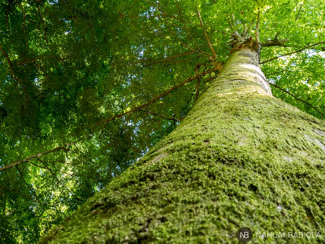Un gigante verde en el corazón de la foresta umbra de Gargano, Italia.